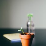 green leafed plant with pot on black desk